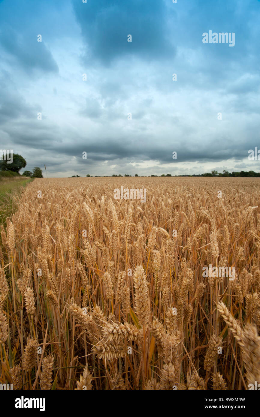 Die Website angenommen, dass jetzt wo der Schlacht von Bosworth 1485 stattfand mit Blick auf Stoke Golding Leicestershire Stockfoto