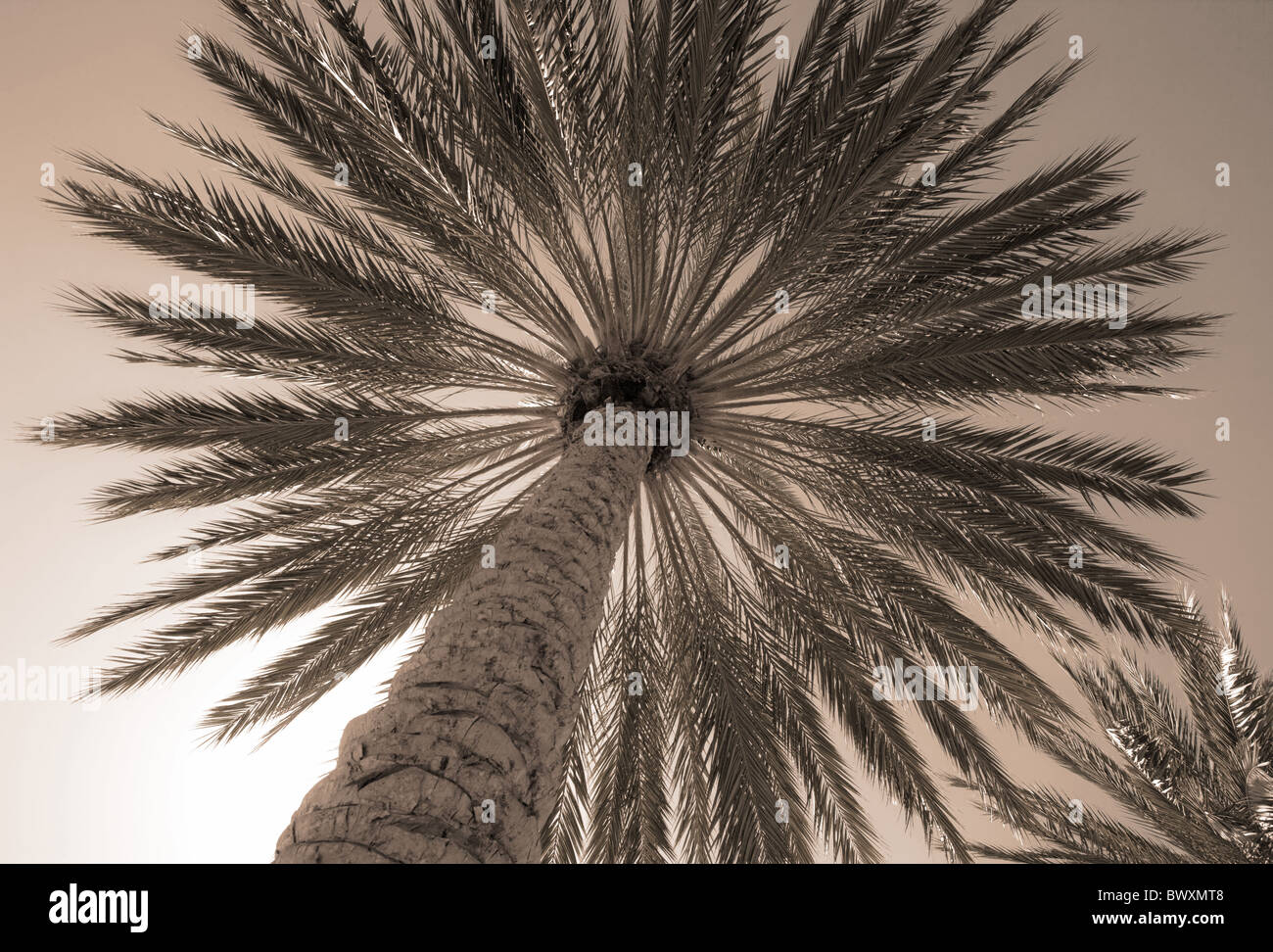 niedrigen Winkel Ansicht Palme, schwarz / weiß Stockfoto