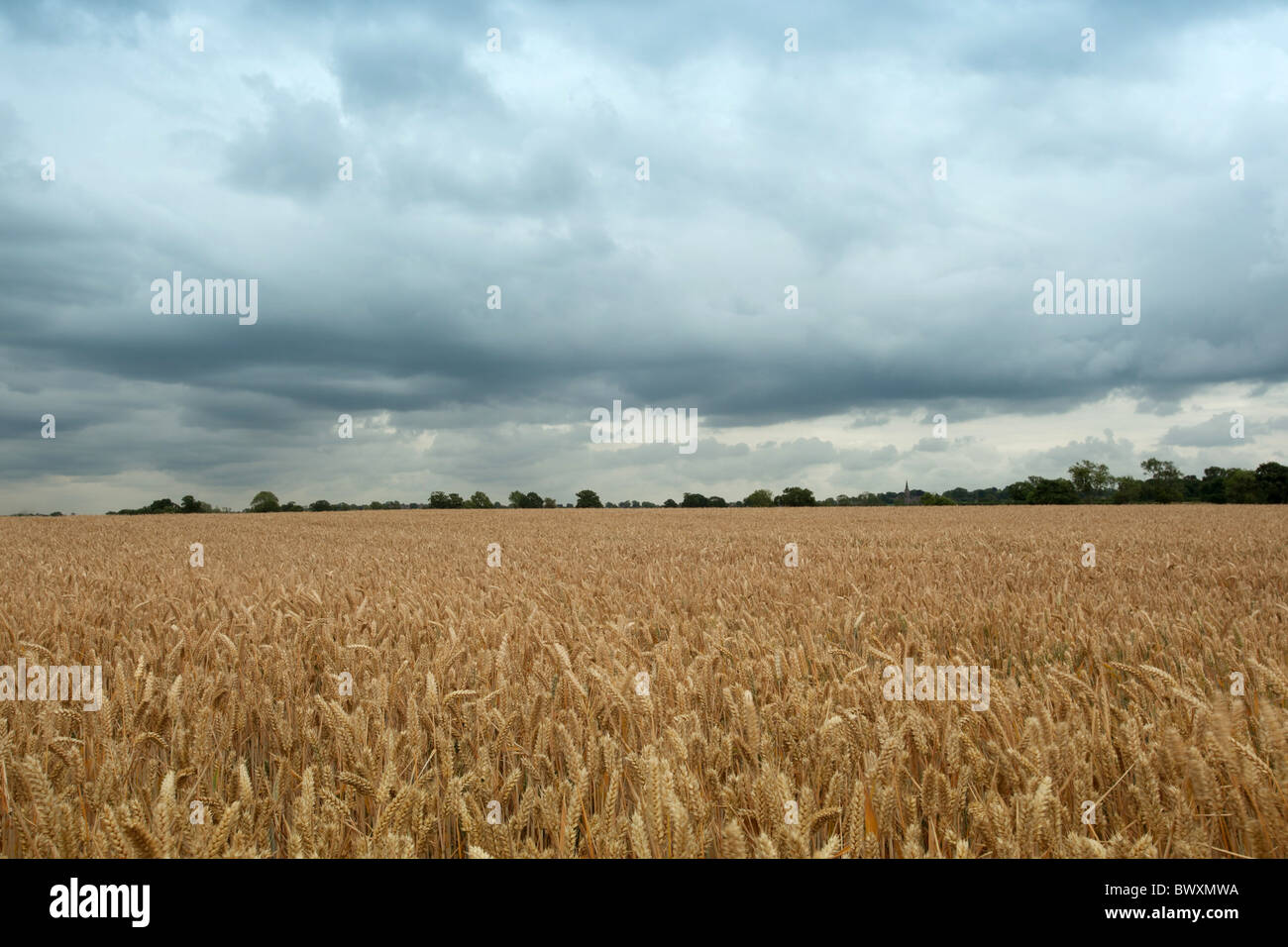 Die Website angenommen, dass jetzt wo der Schlacht von Bosworth 1485 stattfand mit Blick auf Stoke Golding Leicestershire Stockfoto
