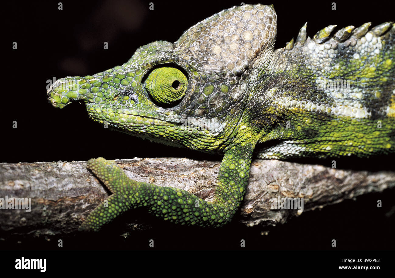 Chamäleon Reptilien Tiere Tier Furcifer Antimena Porträt auf Seite Madagaskar green Stockfoto