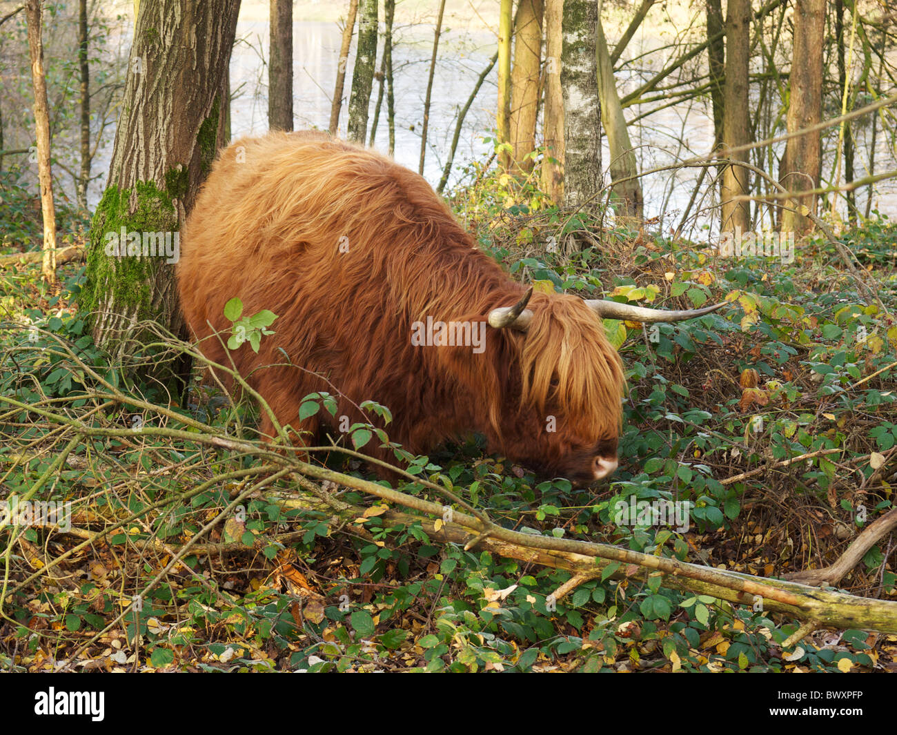 Schottische Highlander in einem Wald in Dorst, Noord-Brabant, Niederlande Stockfoto