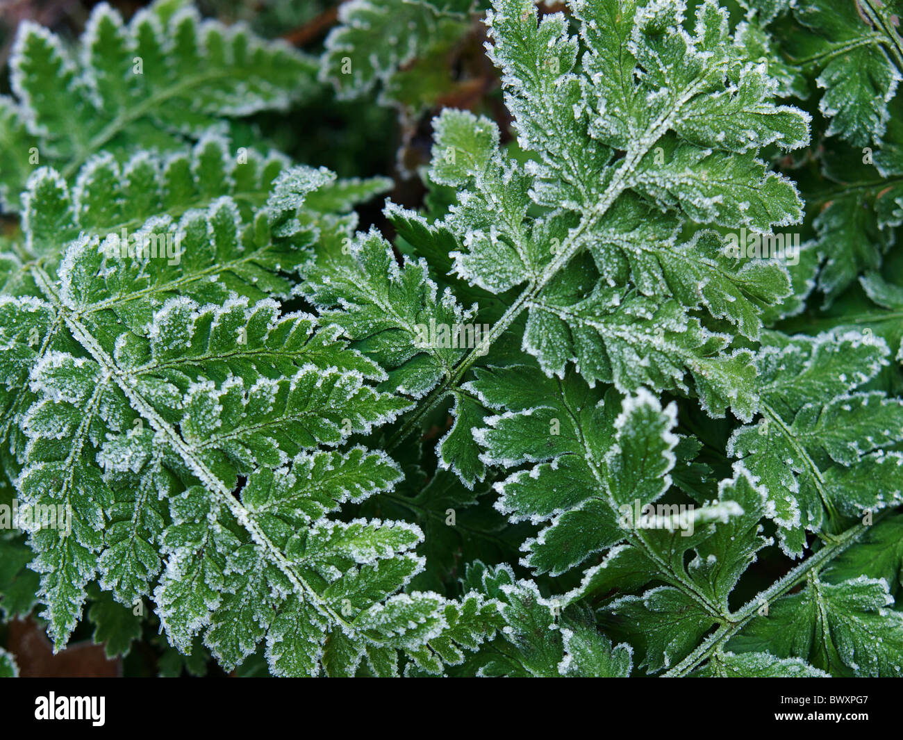 Frostige Farn Blätter Nahaufnahme mit Eiskristallen, Dorst, Noord-Brabant, Niederlande Stockfoto