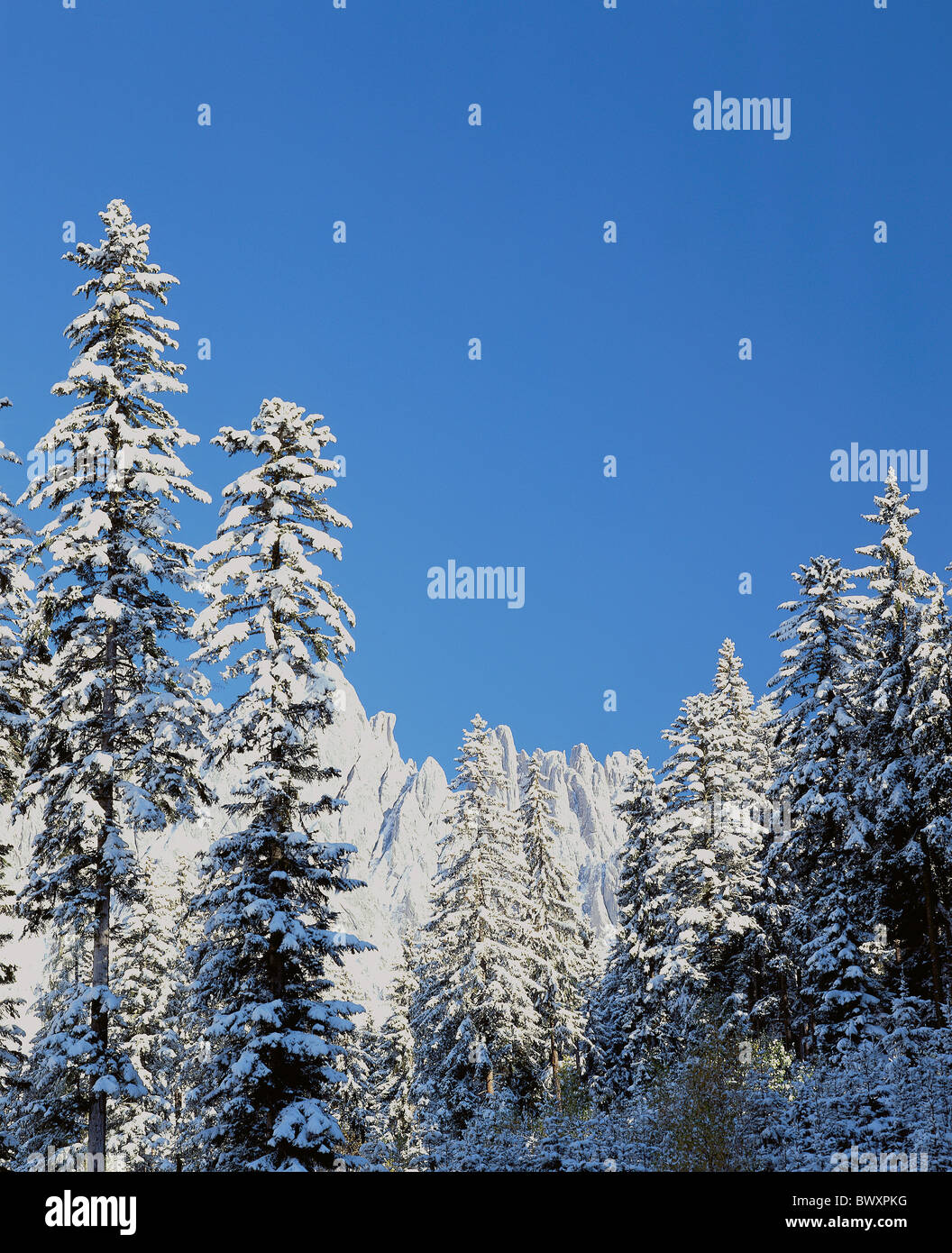 Winter, die Tannen Holz Wald Schnee deckt Schneidenteil Himmelblau Stockfoto