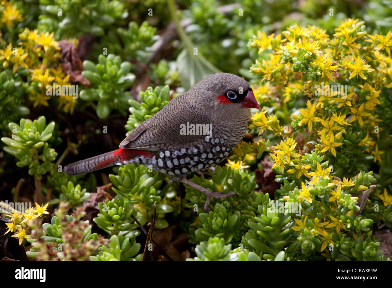 Feuer-tailed finch Stockfoto