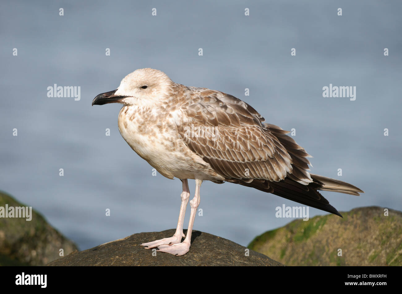 Juvenile Yellow-legged Möve Larus cachinnans Stockfoto