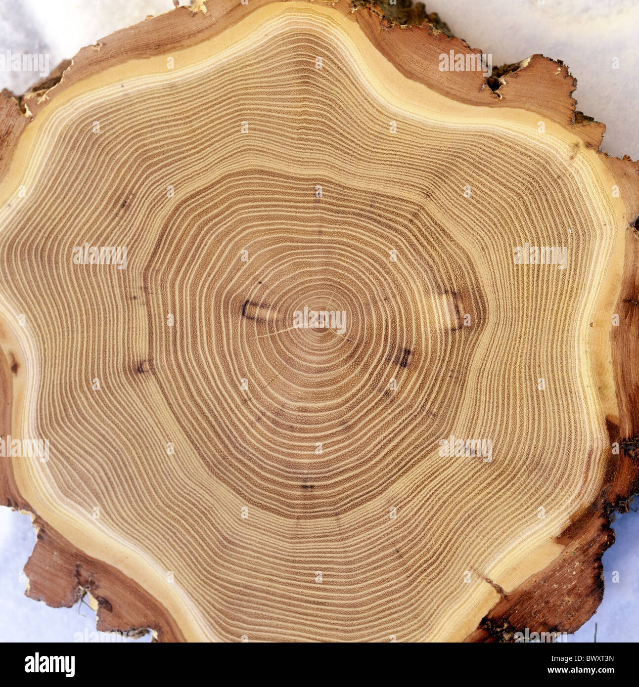Поперечный срез дуба. Срез акации. Спил дерева. Лиственница ядровая древесина. Срез акации.