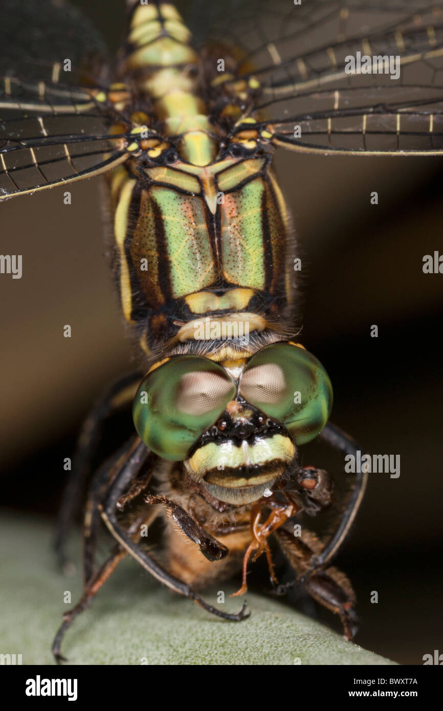 Cordulegaster Arten Essen eine Biene eine phoretischen Milbe zwischen die Augen der Libelle und einer Kleptoparasitic fliegen auf die Biene Stockfoto