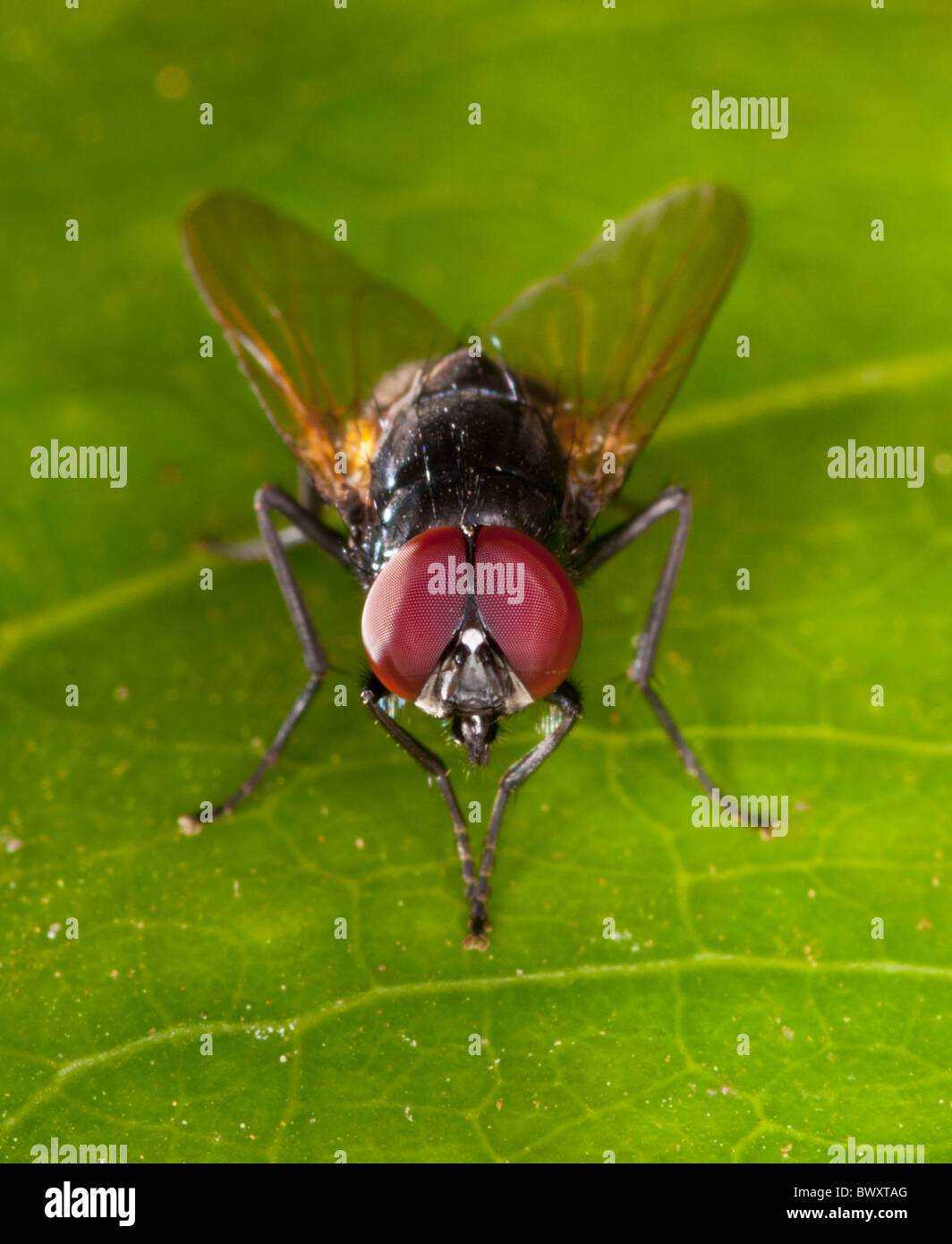 Nahaufnahme von einer Fliege (?) Familie der Tachinidae) mit goldenen Flügeln und großen roten Augen Stockfoto