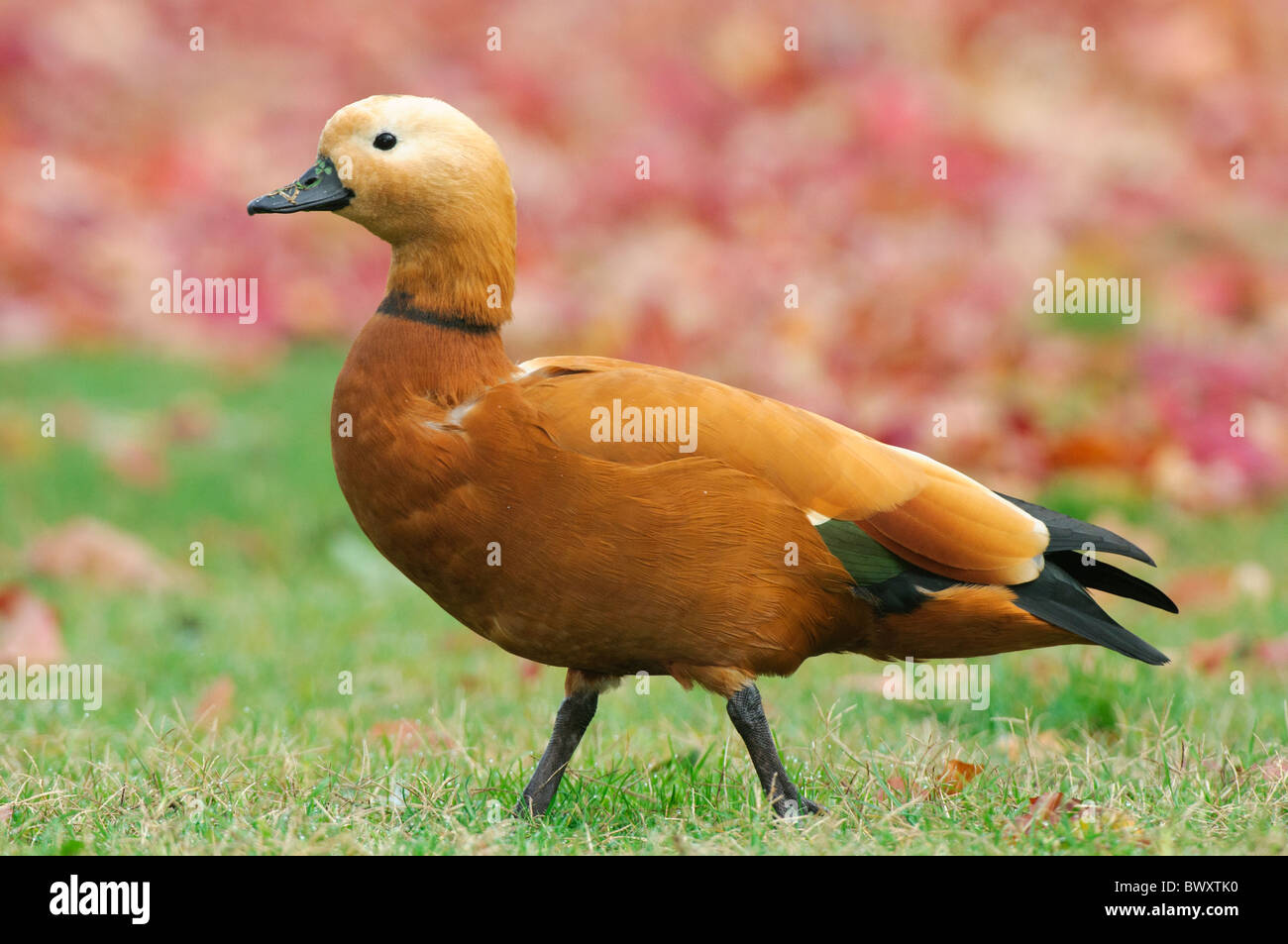 Ruddy Brandgans Tadorna ferruginea Stockfoto