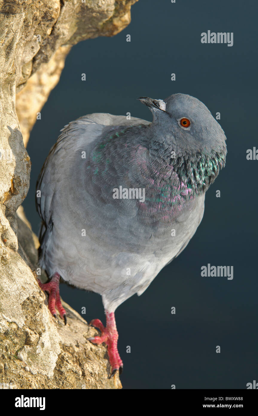 Felsen-Taube Columba Livia auf einer Klippe Stockfoto