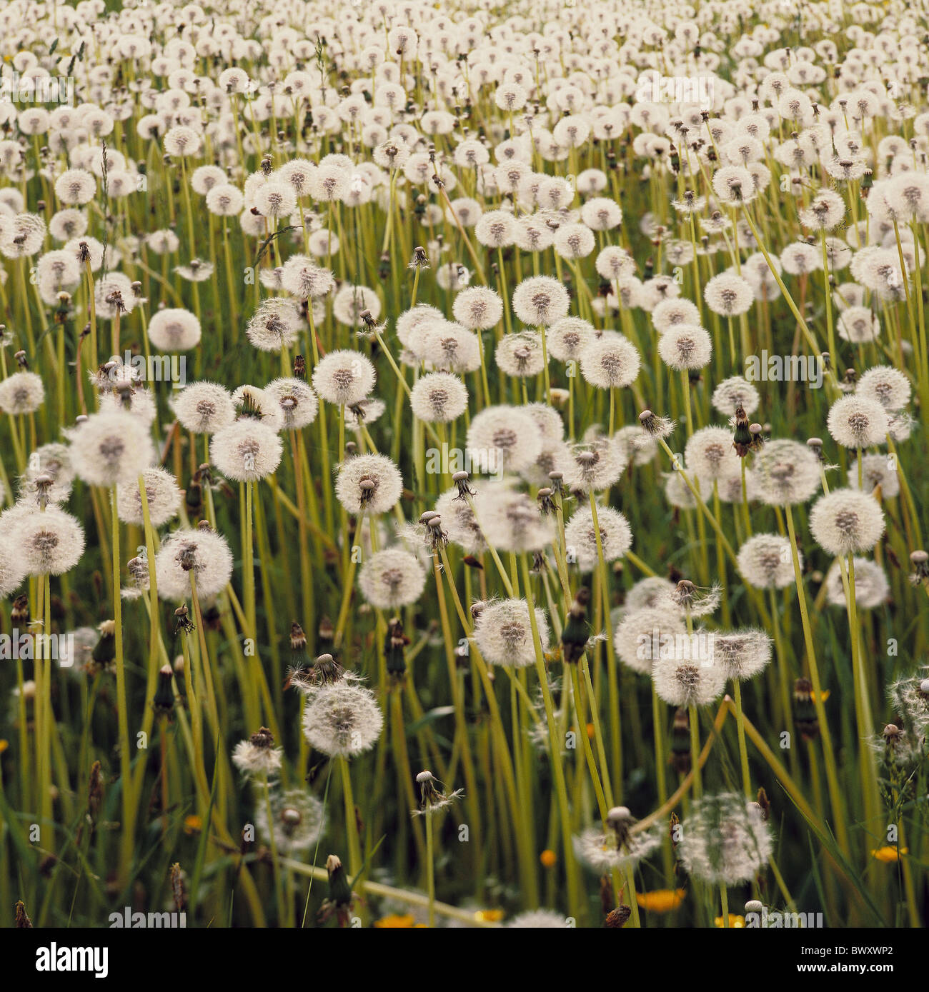 Landschaft Wiese Löwenzahn verwelkt Blumen Stockfoto