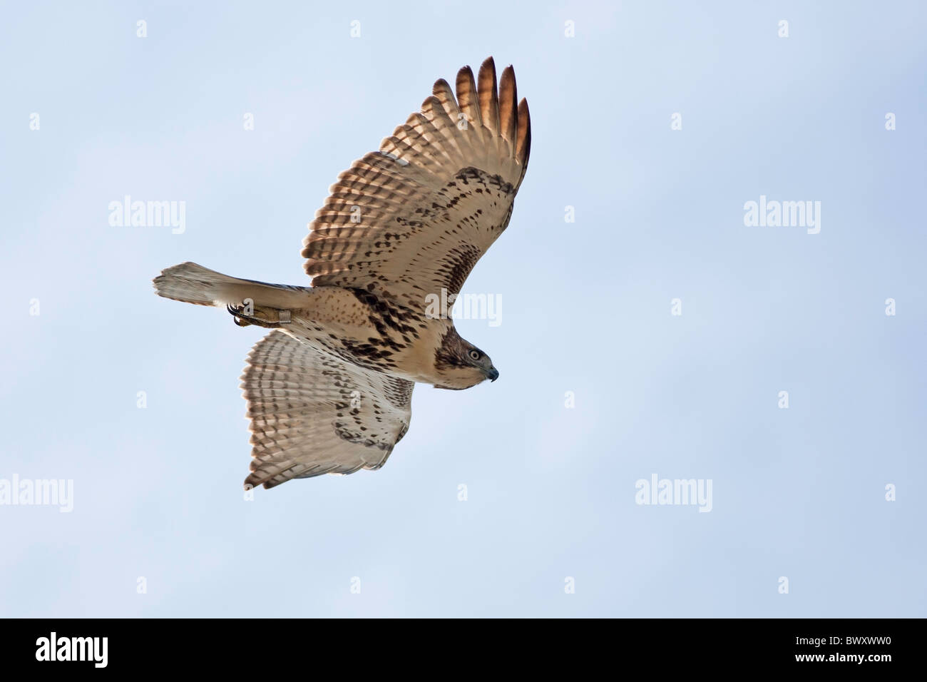 Rot - angebundener Falke Stockfoto