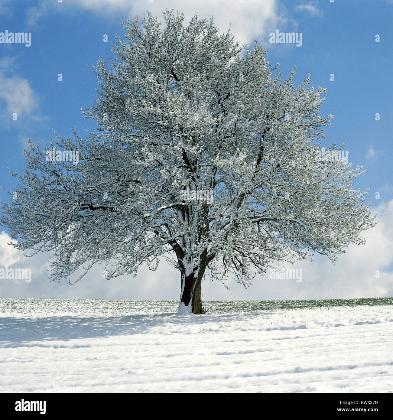 eine Reihe Bild Serie Serie Birne Baum Baum Jahreszeiten winter Stockfoto