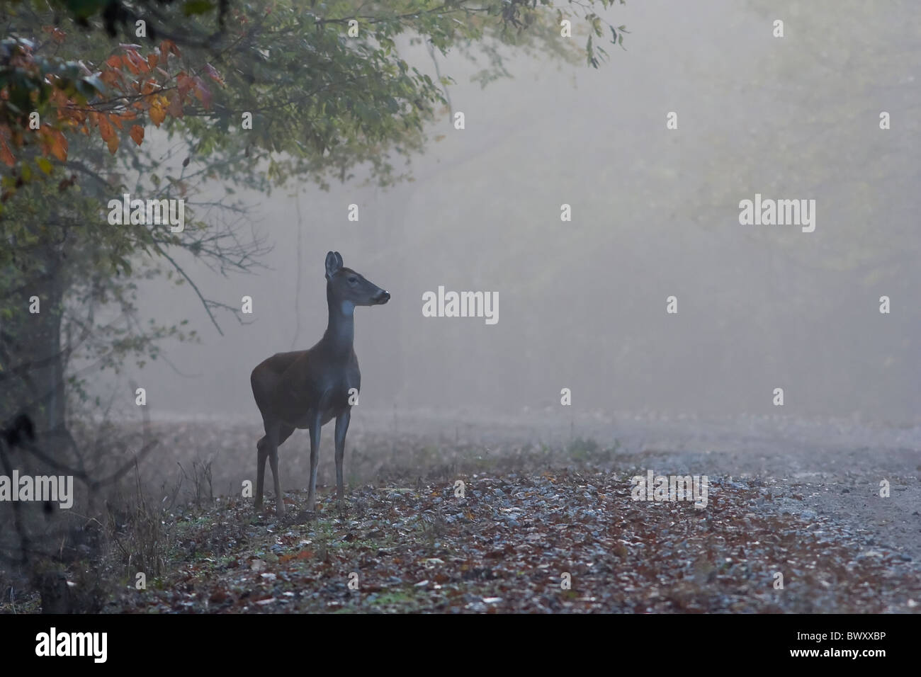 Whitetail Doe "Odocoileus Virginianus" Stockfoto