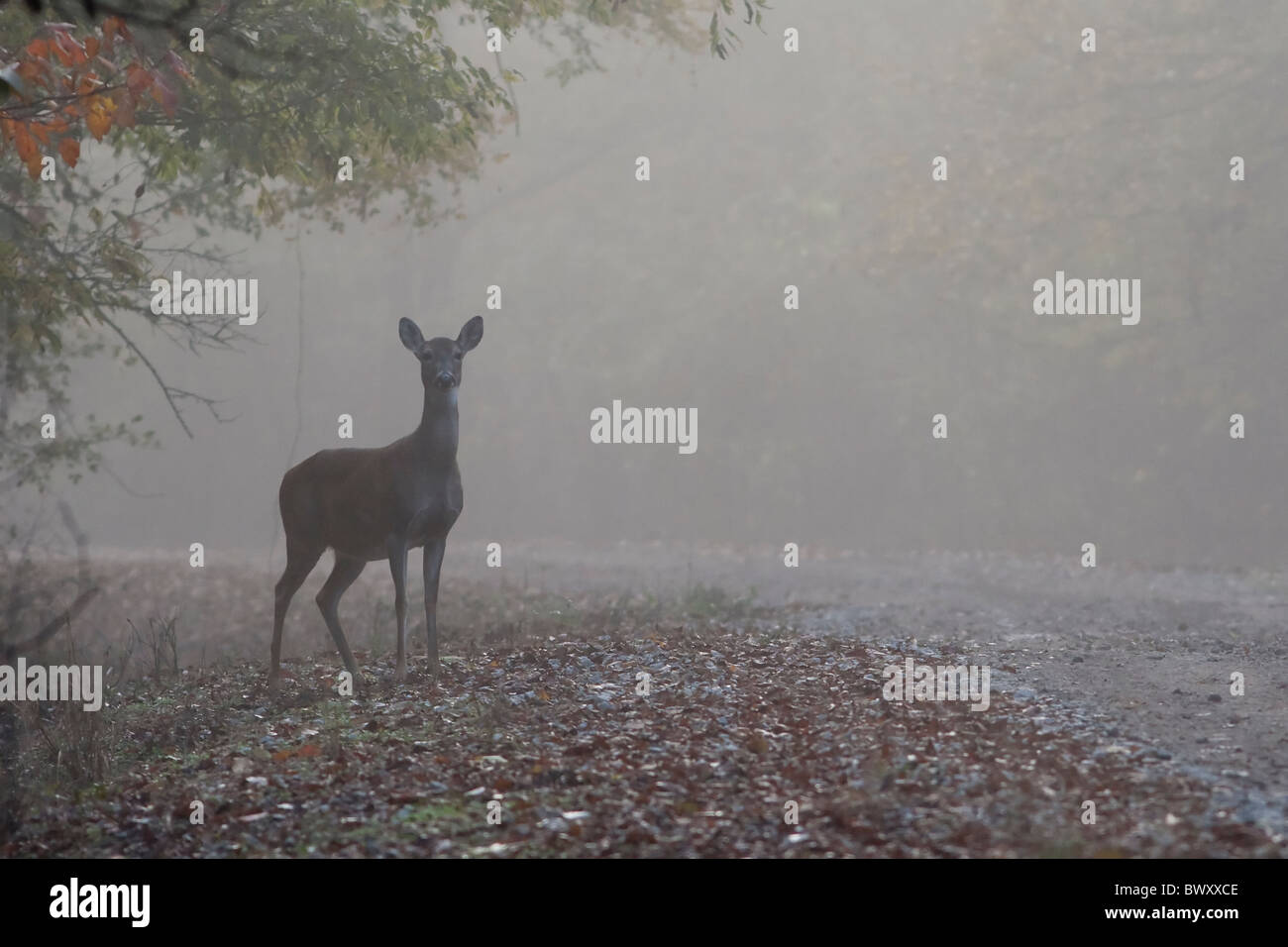 Whitetail Doe "Odocoileus Virginianus" Stockfoto