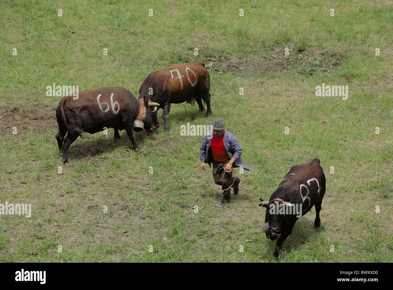 nationalen benutzerdefinierte Schweiz Europa Wallis Ehringer Kühe Eringer Kuh Kampf Folklore Tradition Brauch Stockfoto