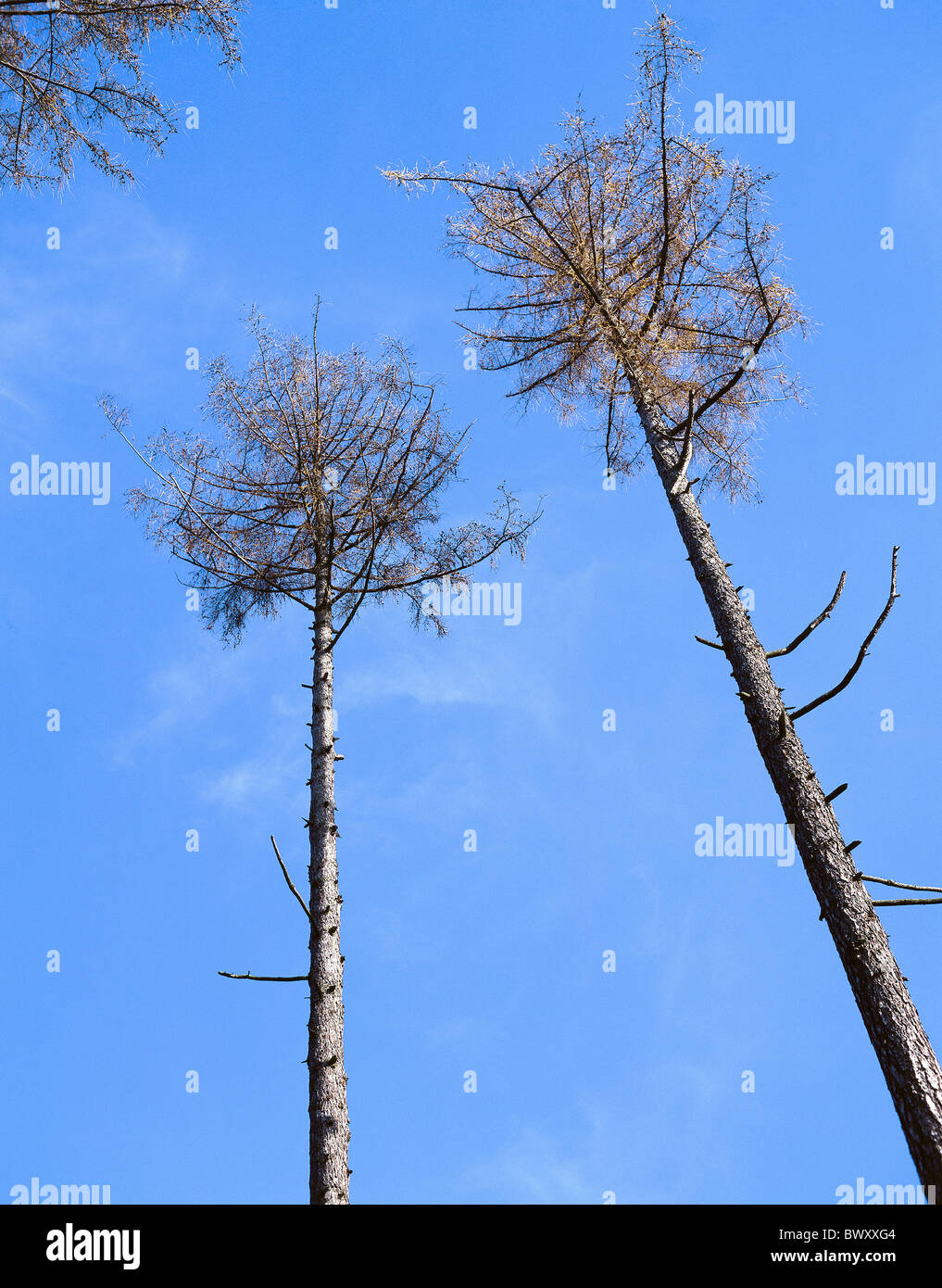 Umwelt Wald sterbenden krank krank Koniferen Bäume Holz Wald Problem Verschmutzung saurer Regen Stockfoto
