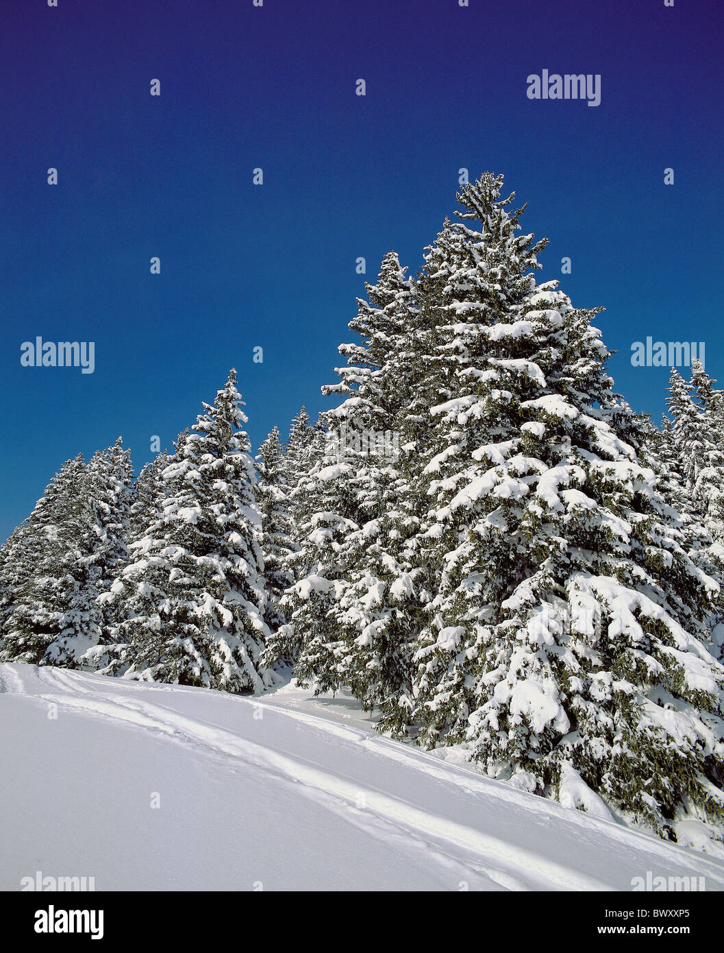 Koniferen Winterbäume verschneite Schnee Ski Spuren Ski Tracks Spuren Bäumen Schnee Stockfoto