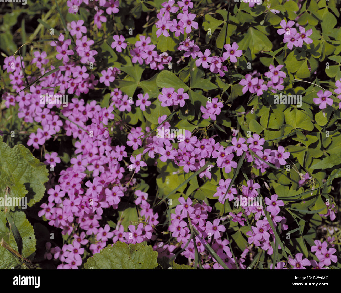 Klee sauer Klee rosa Blüten blüht Blumen Pflanzen Stockfoto