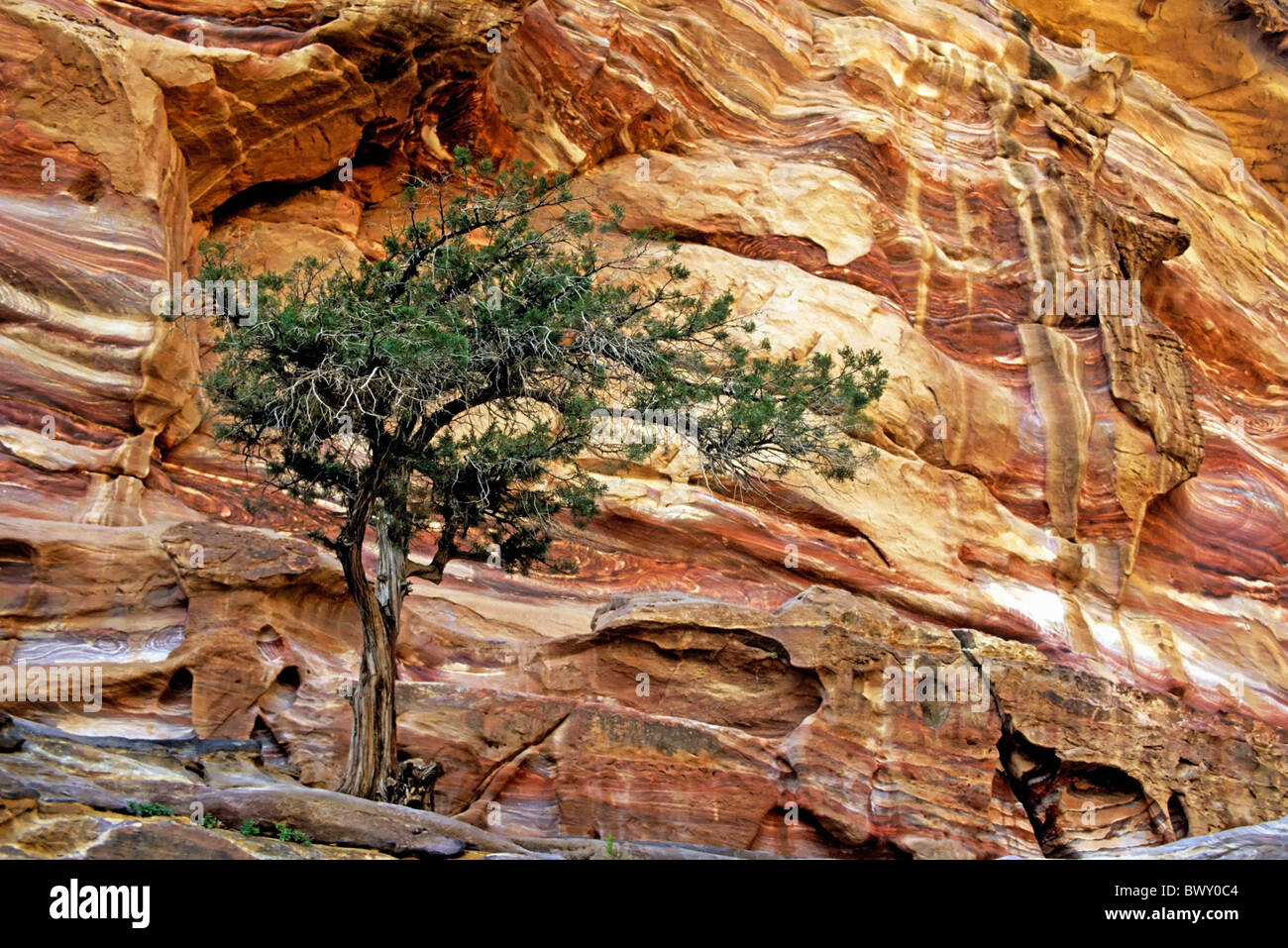 Baum auf einer Felsformation Schichten, Petra, Jordanien. Stockfoto
