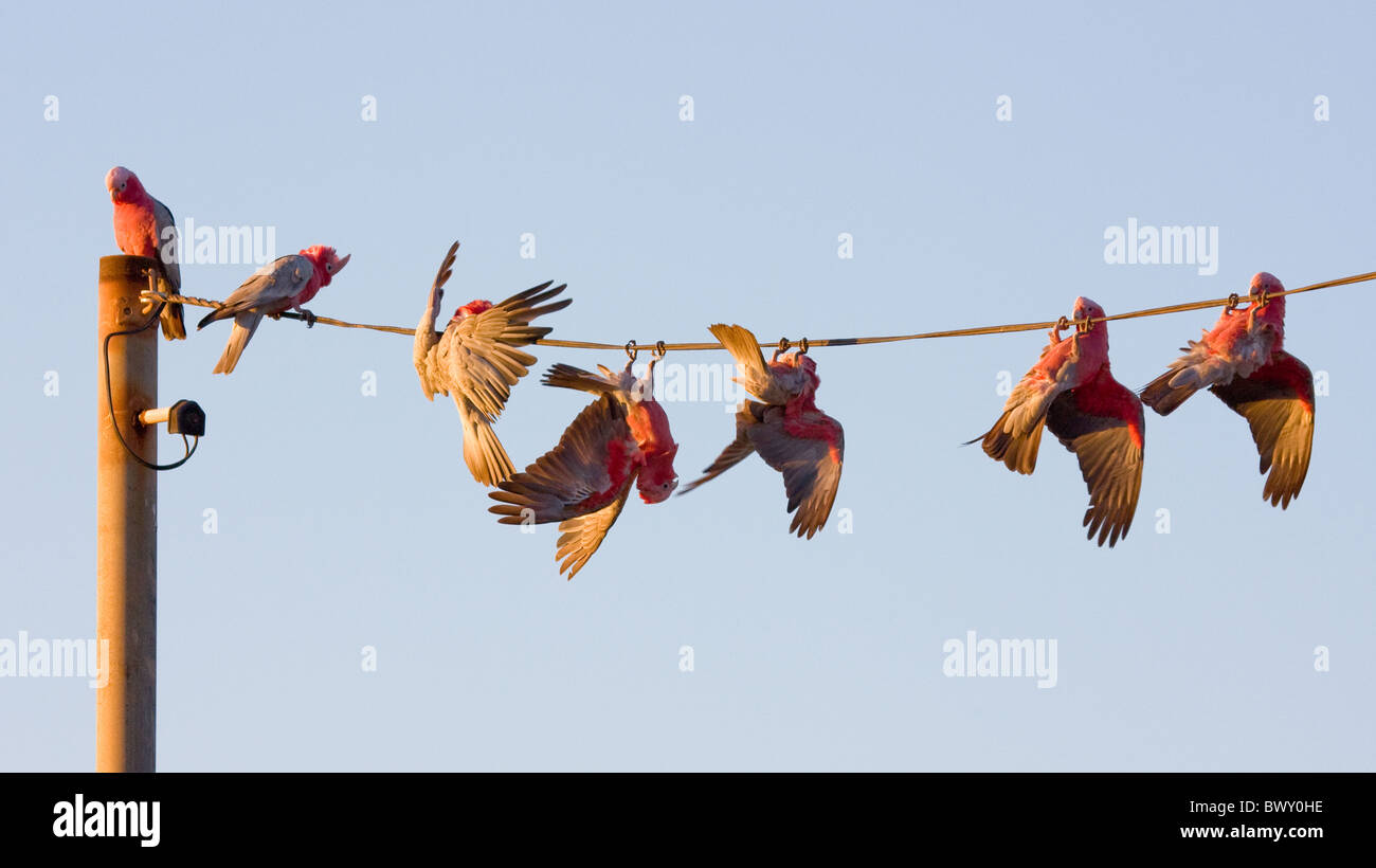 Rosakakadu Herde akrobatische Kunststücke auf Telefonleitungen vor Abend Roost in Western Australia Stockfoto