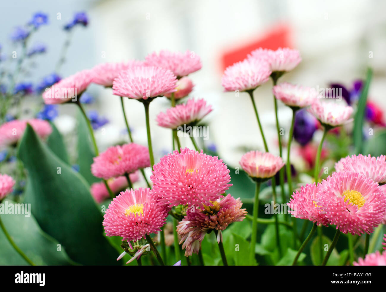 Rosa Margaritos im park Stockfoto