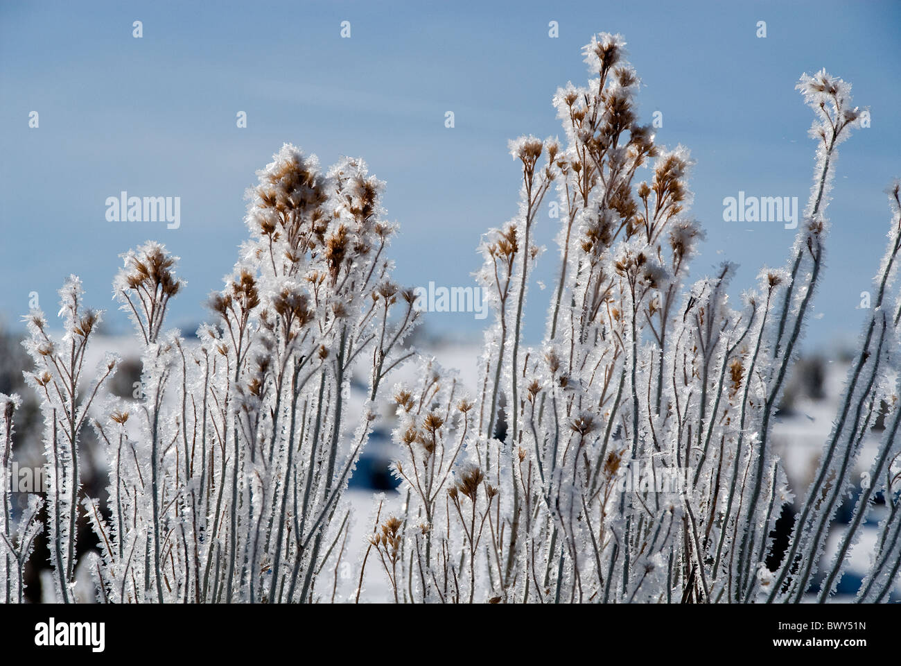 Frost-bedeckten Pflanzen aus Gordon Road Kane County Utah USA Stockfoto
