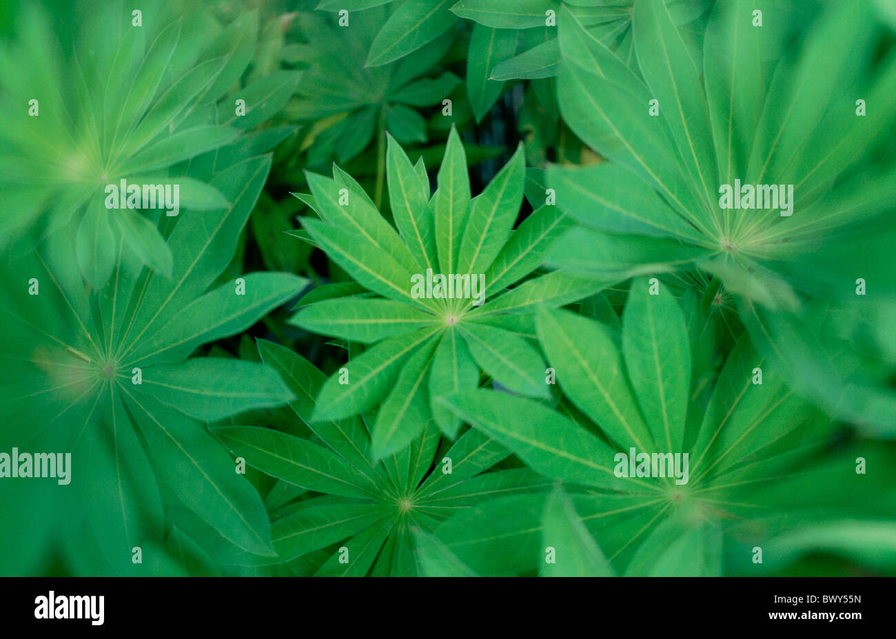 Blätter Blumen Details Filtern grüne Lupin Blätter Lupinie Nahaufnahme Natur, die Pflanzen, die sternförmige entfremden Stockfotografie