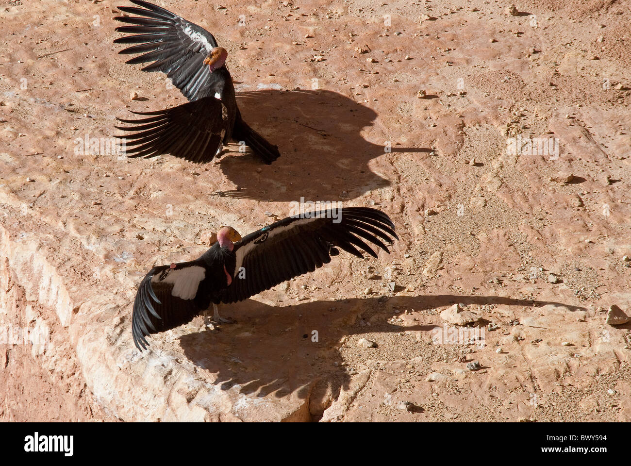 Kalifornien Kondore Gymnogyps Californianus Vermilion Cliffs National Monument Arizona USA Stockfoto