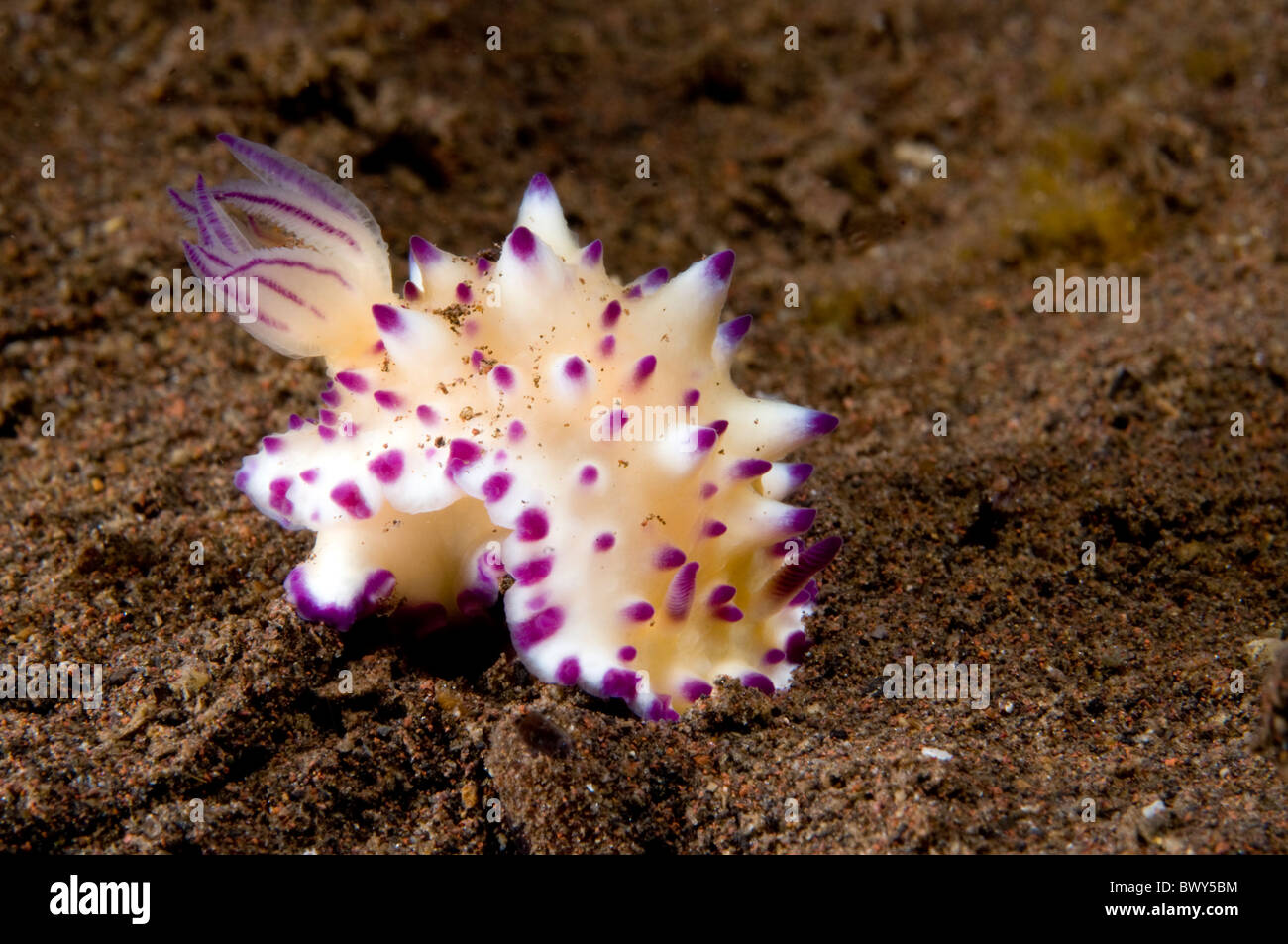 Nudibranch Mexichromis-multituberculata Stockfoto