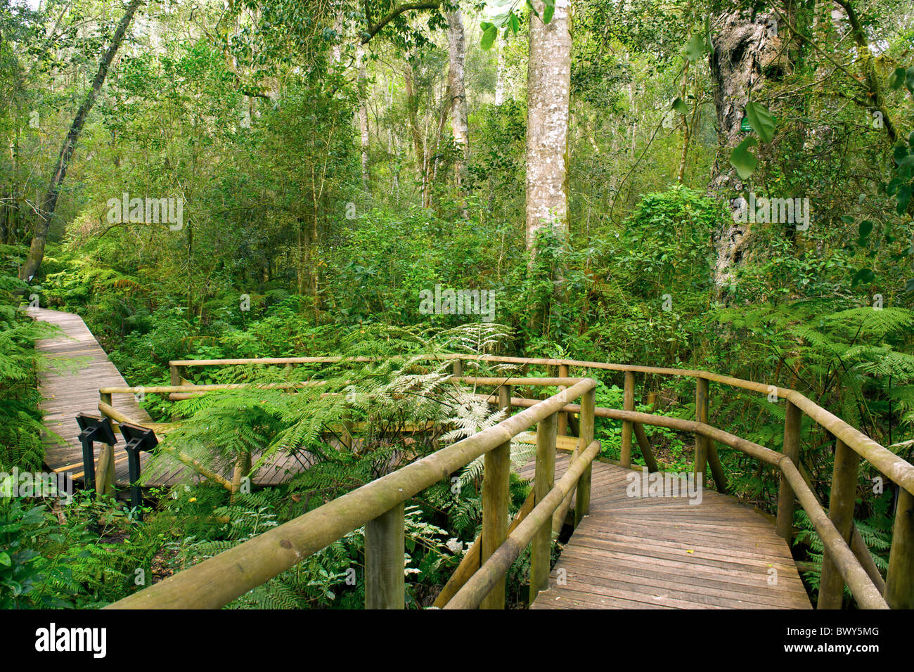 Der Garten Eden-Wald Fuß in den Tsitsikamma Wald in der Nähe von Plettenberg Bay an der Garden Route in Südafrika. Stockfoto