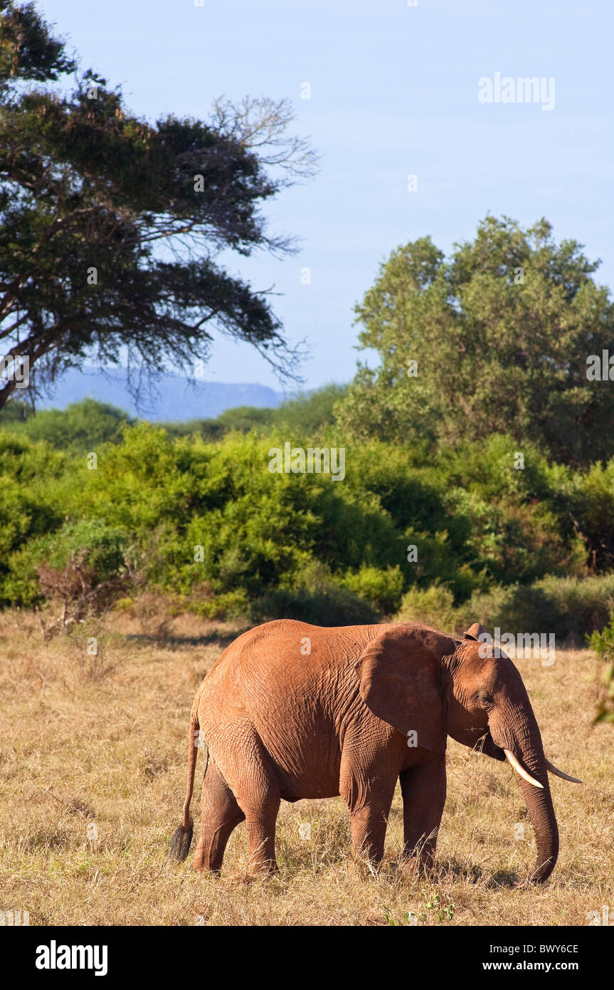 Elefanten im Tsavo-Nationalpark, Kenia Stockfoto