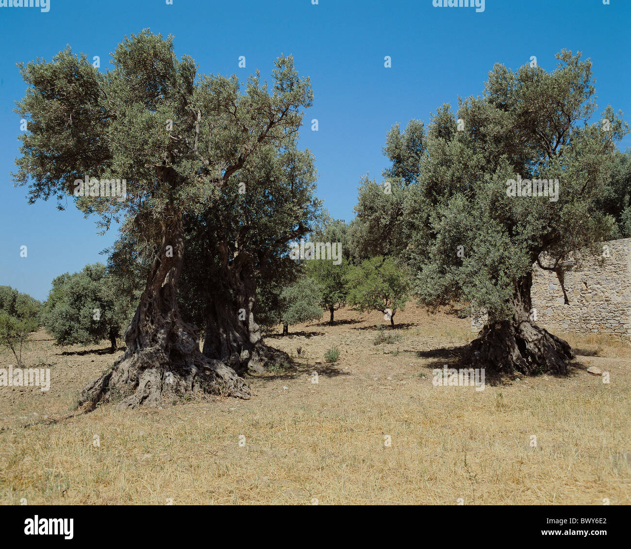 Nutzpflanzen Olivenbume alten Rasen vertrocknet Wand Oliven Olive Bume  Landwirtschaft Stockfotografie - Alamy