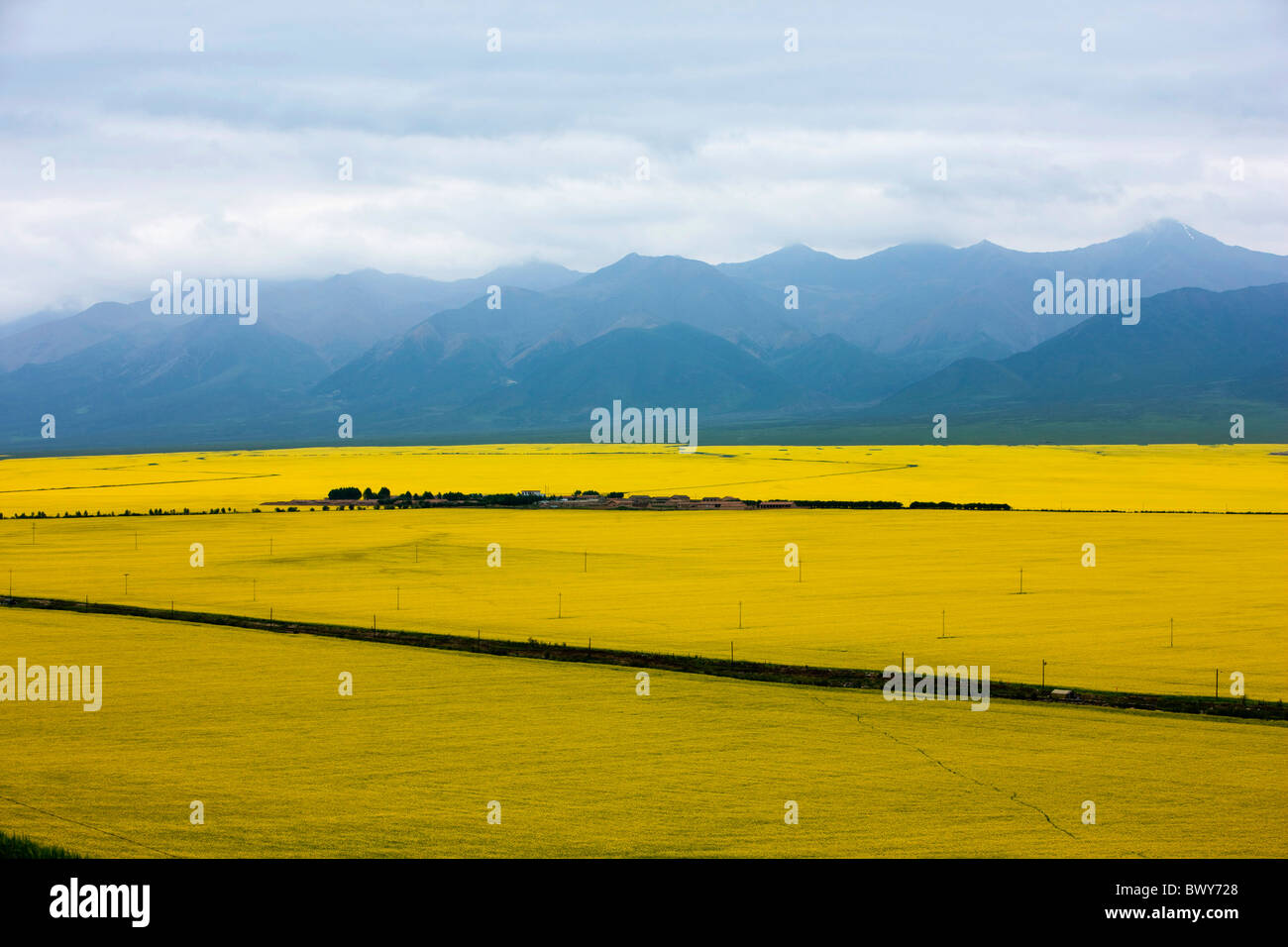 Weiten Feld der blühenden Goalden Vergewaltigung Samen Blumen in der Nähe von Qinghai-See, Provinz Qinghai, China Stockfoto