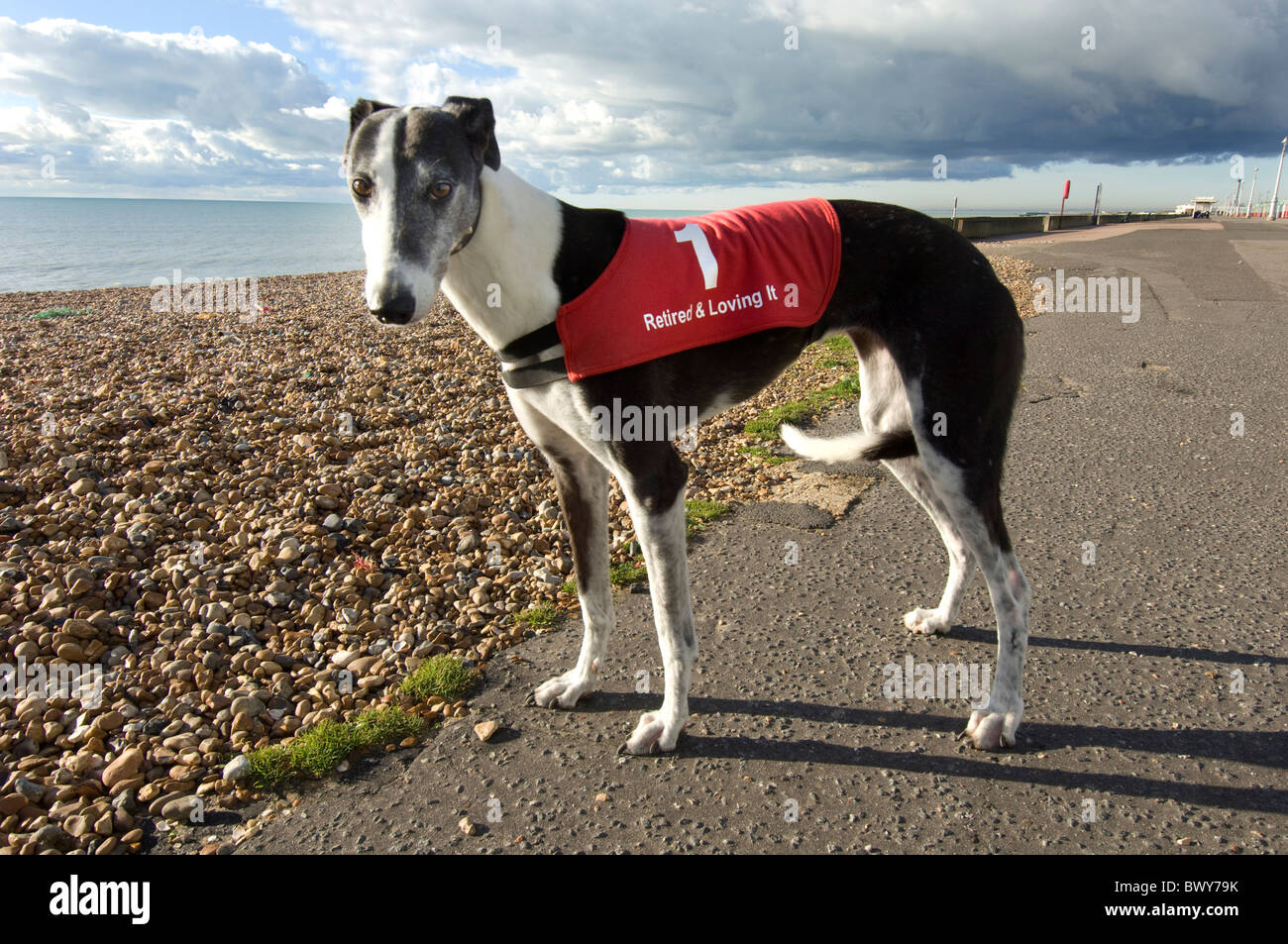 Ehemalige Rennfahrer Greyhound tragen einen Mantel-Spruch "Im Ruhestand und loving it" Stockfoto