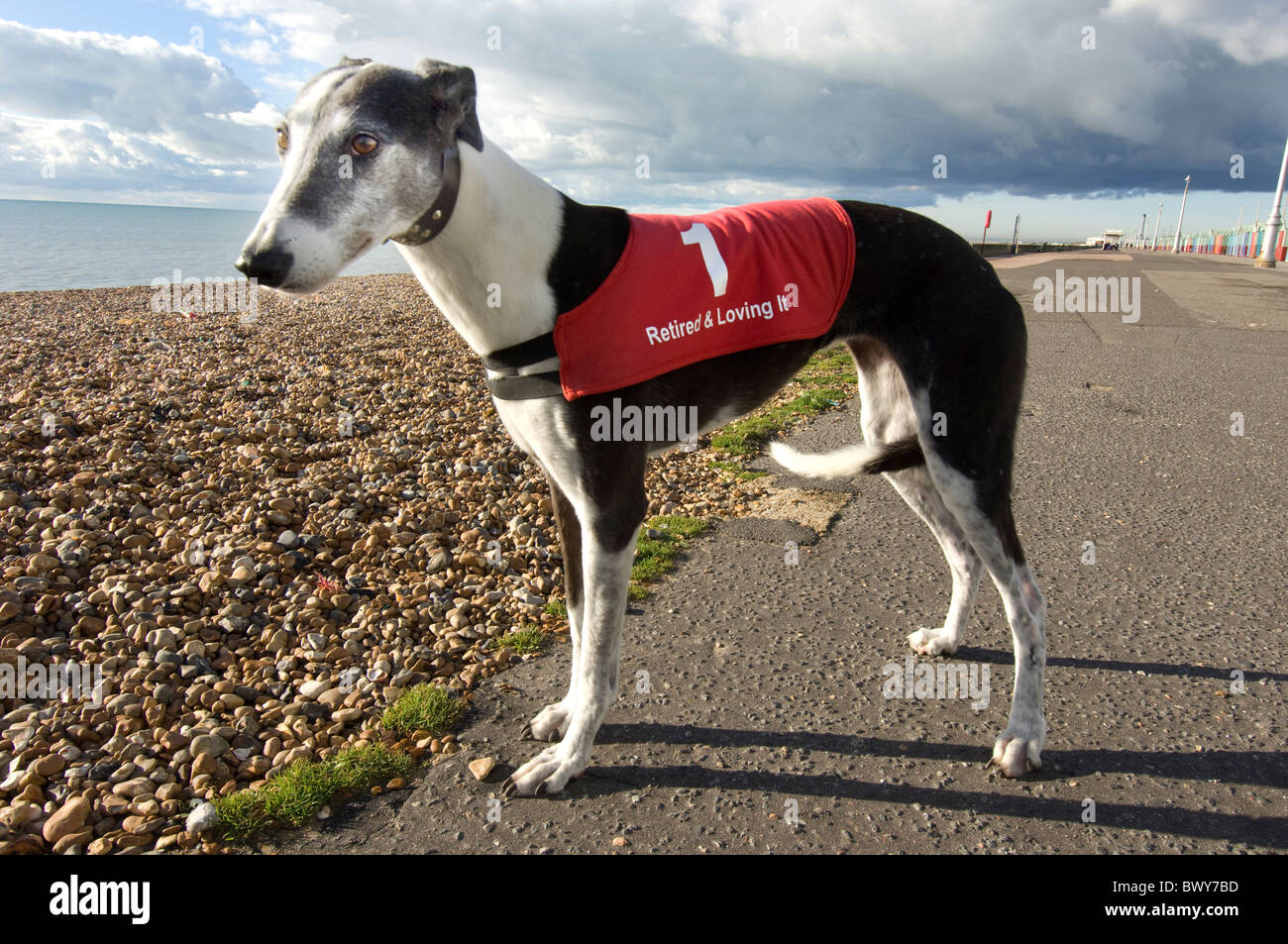 Ehemalige Rennfahrer Greyhound tragen einen Mantel-Spruch "Im Ruhestand und loving it" Stockfoto