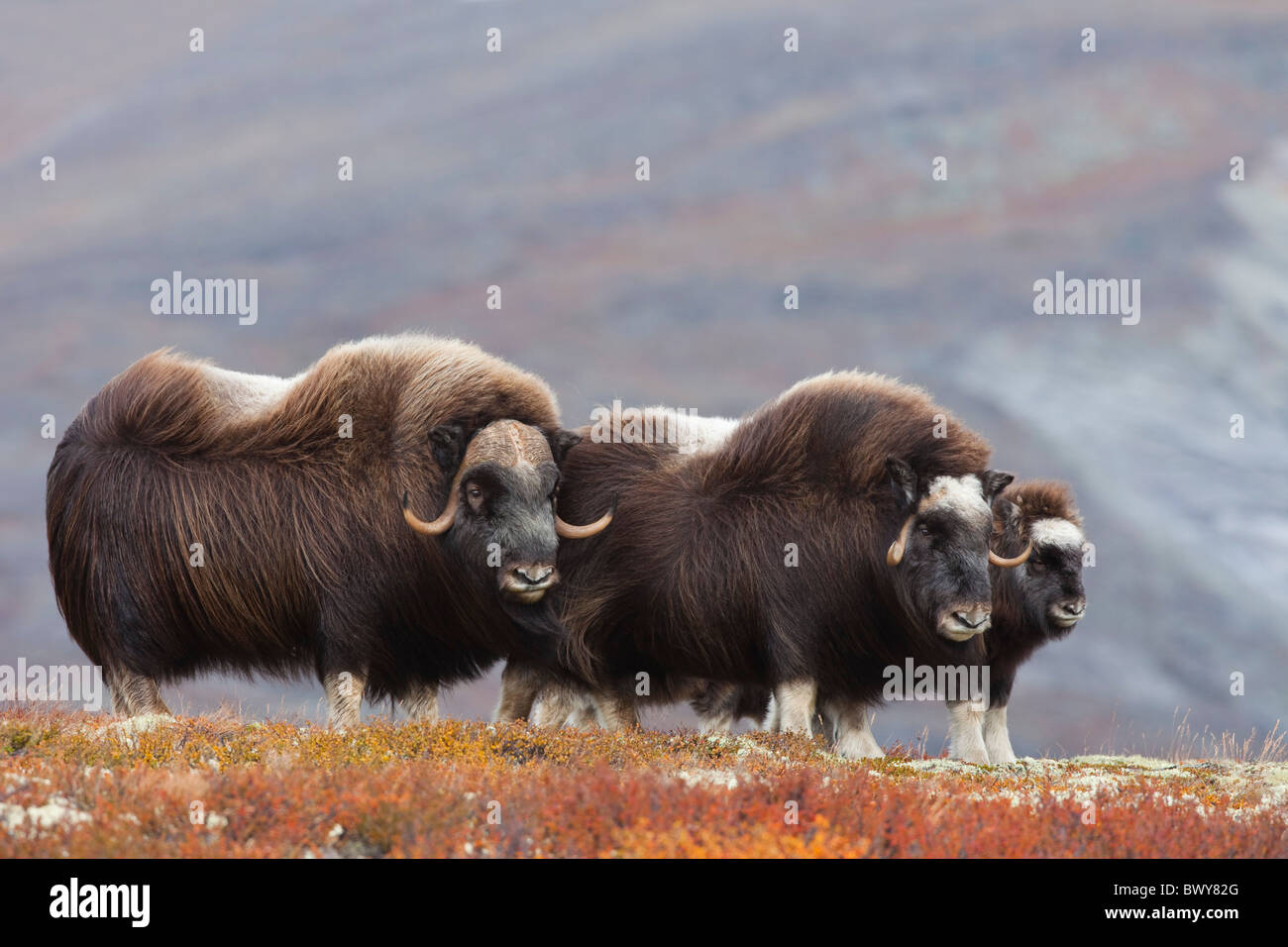 Moschusochsen, Dovrefjell-Sunndalsfjella-Nationalpark, Norwegen Stockfoto