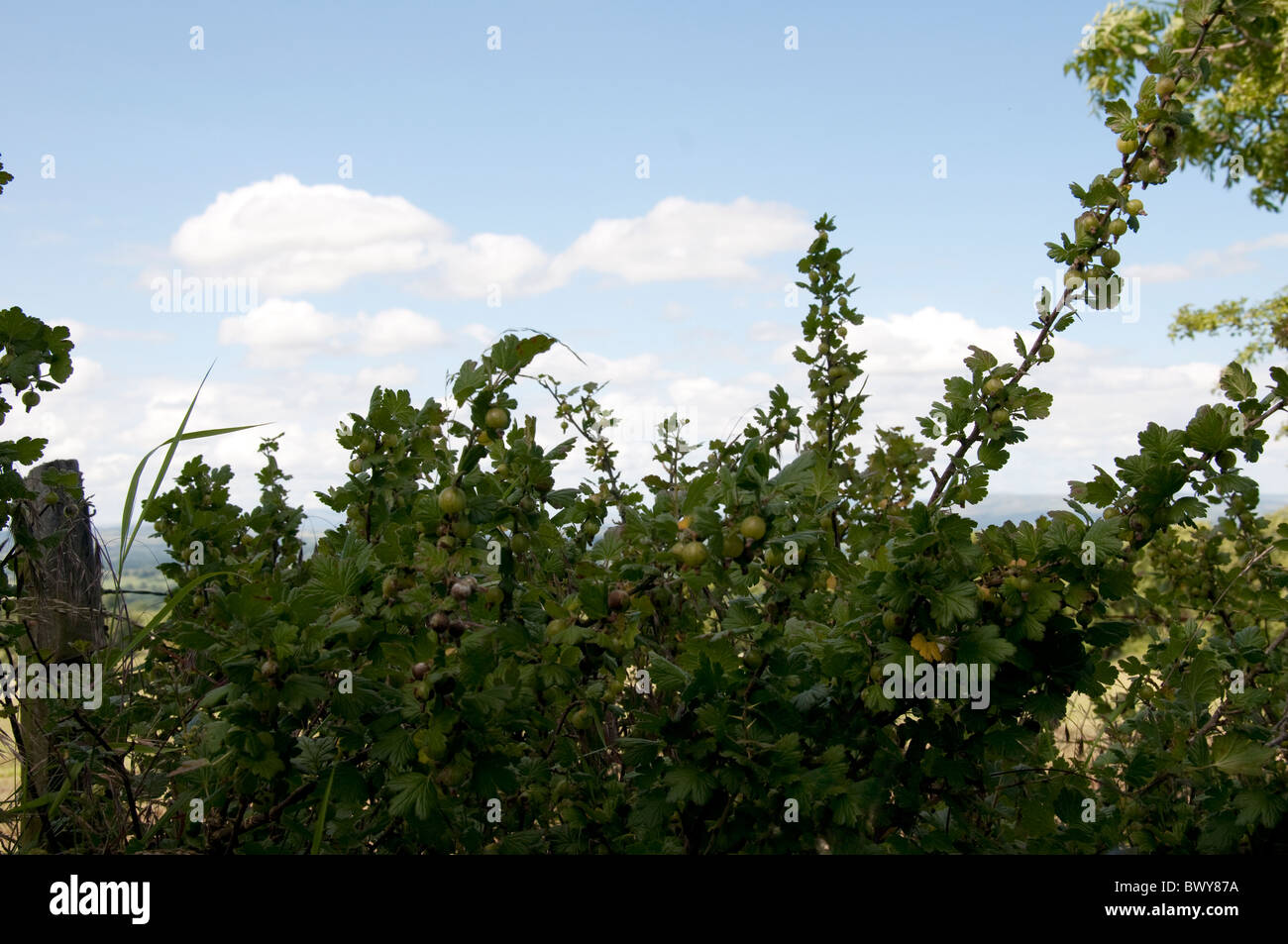 Wilden Stachelbeeren auf Twiston im Bereich Pendle Hill in Lancashire in Nordengland Stockfoto