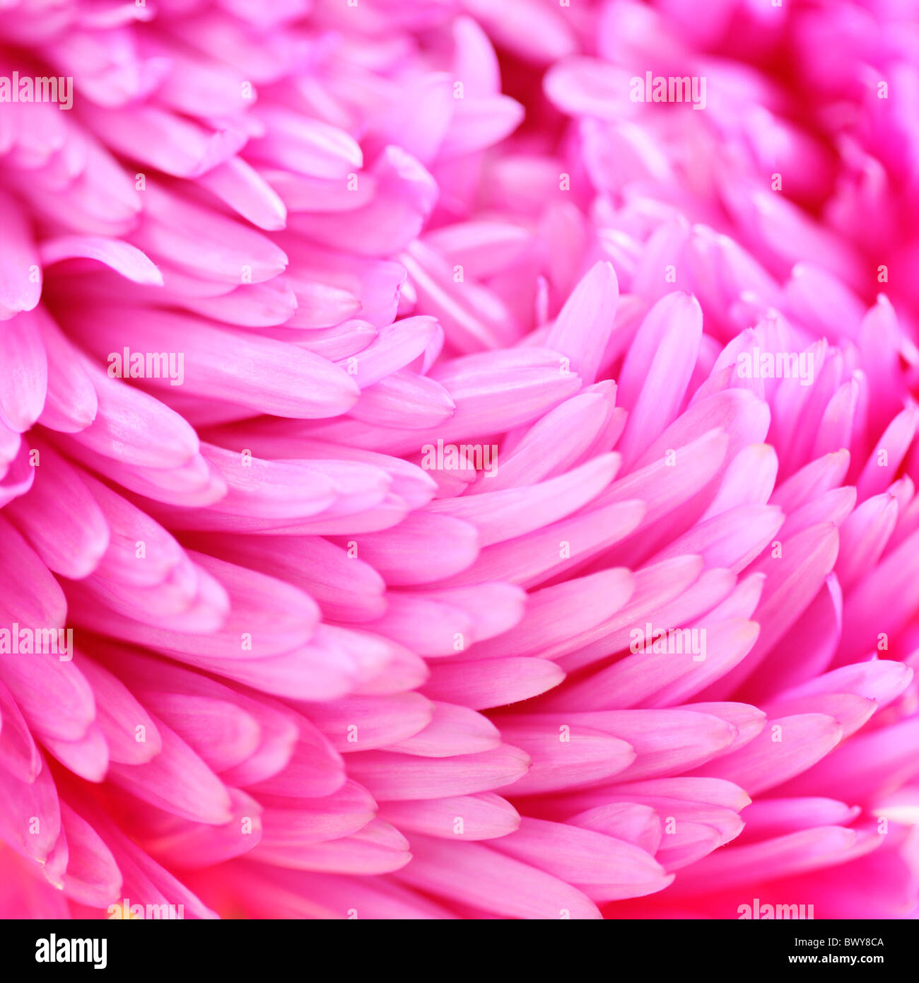 schön hell rosa Aster Blütenblätter Jane Ann Butler Fotografie JABP870 Stockfoto