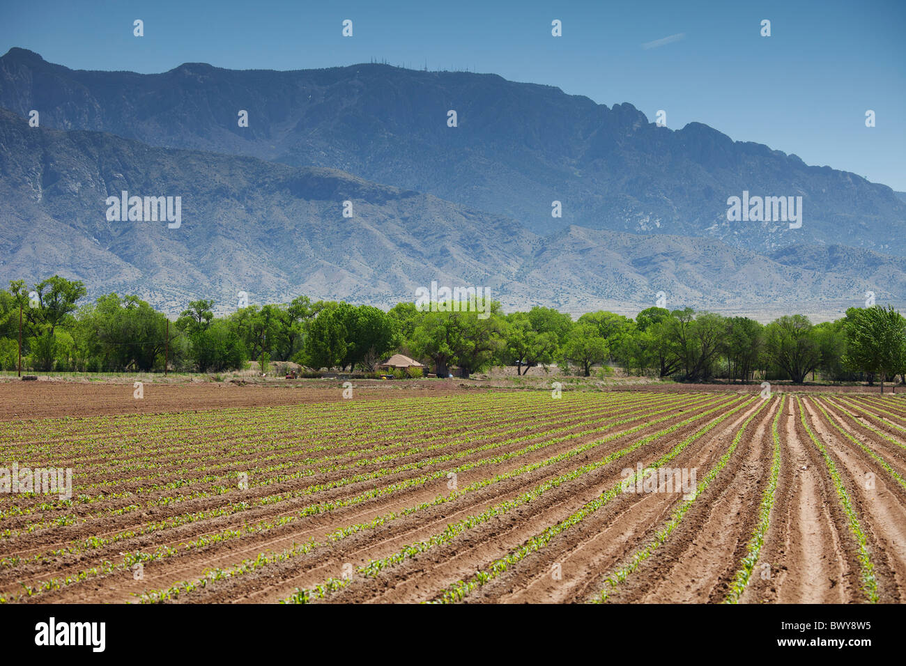Mais-Bauernhof, Albuquerque, New Mexico, USA Stockfoto