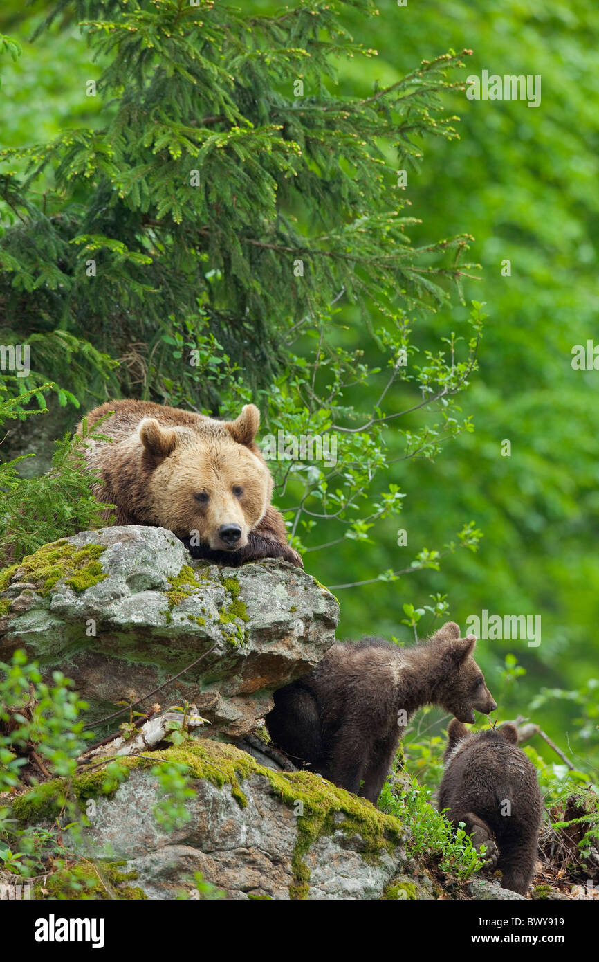 Weibliche Braunbären mit jungen, Nationalpark Bayerischer Wald, Bayern, Deutschland Stockfoto