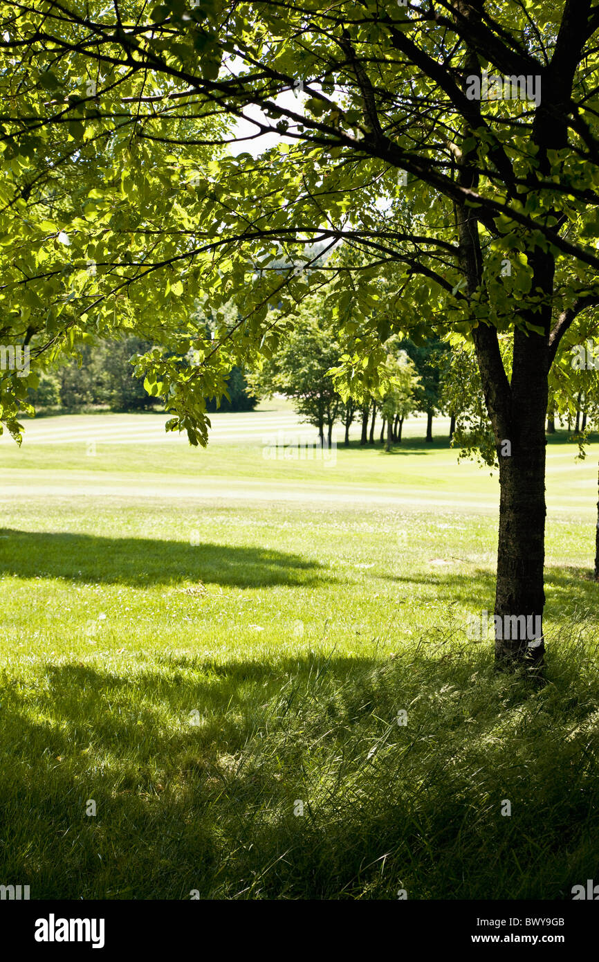 Baum, Golfplatz, Heiligenhaus, Nordrhein-Westfalen, Deutschland Stockfoto