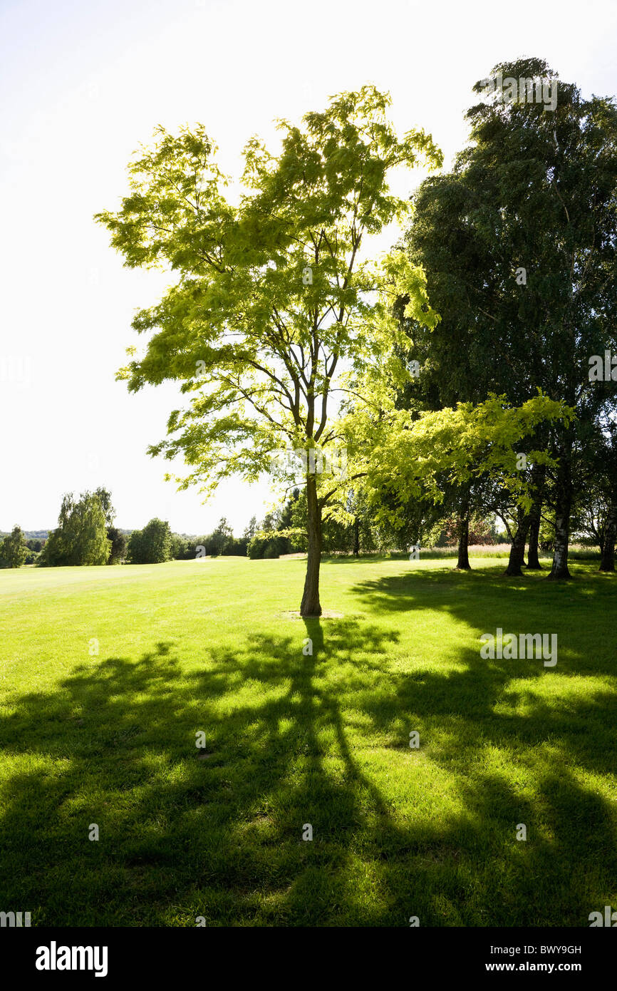 Baum, Golfplatz, Heiligenhaus, Nordrhein-Westfalen, Deutschland Stockfoto