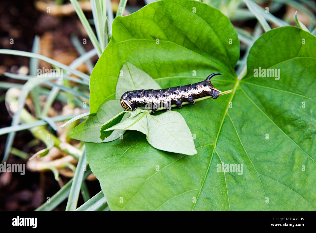 Nahaufnahme von Caterpillar auf Blatt Stockfoto