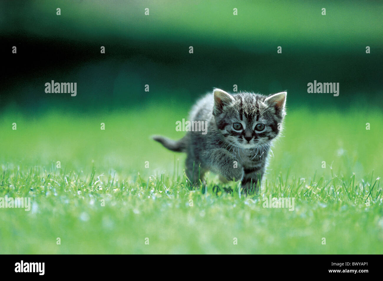 Tier Tiere Katze Kätzchen Rasen Wiese neue gestreifte jungen Jungtier Stockfoto