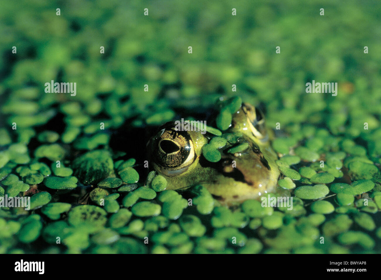 Amphibien Tier aquatische Objektive Frosch Kopf versteckt Natur Wasseroberfläche Pfütze Wasser Stockfoto