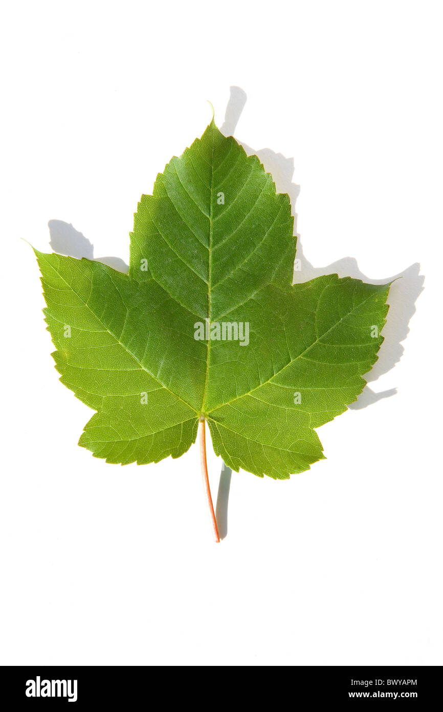 Grüner Baum Blatt auf weißem Hintergrund Stockfoto