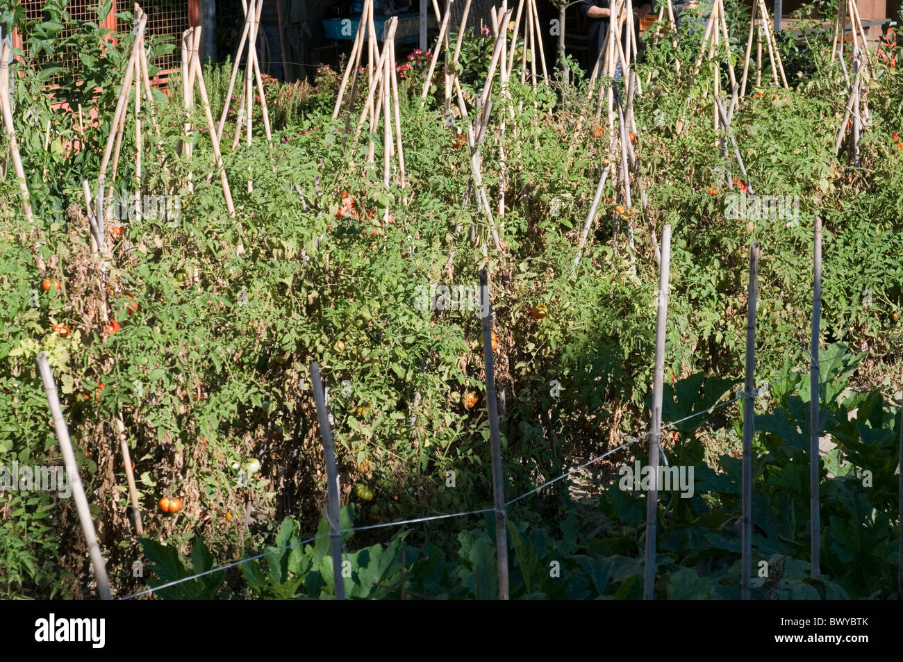 50+ Tomaten Pflanzen Sonne, Zwei bis drei stunden direkte sonne sind