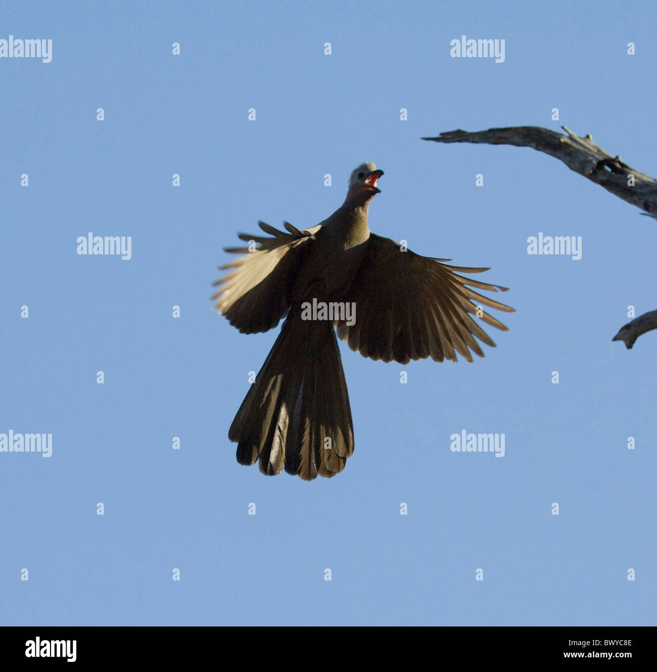Graue Go-away Vogel Corythaixoides Concolor Krüger Nationalpark in Südafrika Stockfoto