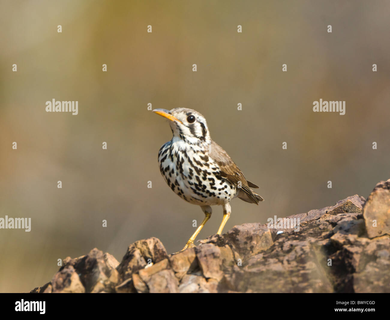 Groundscraper Soor (Psophocichla Litsitsirupa), Krüger Nationalpark, Südafrika Stockfoto